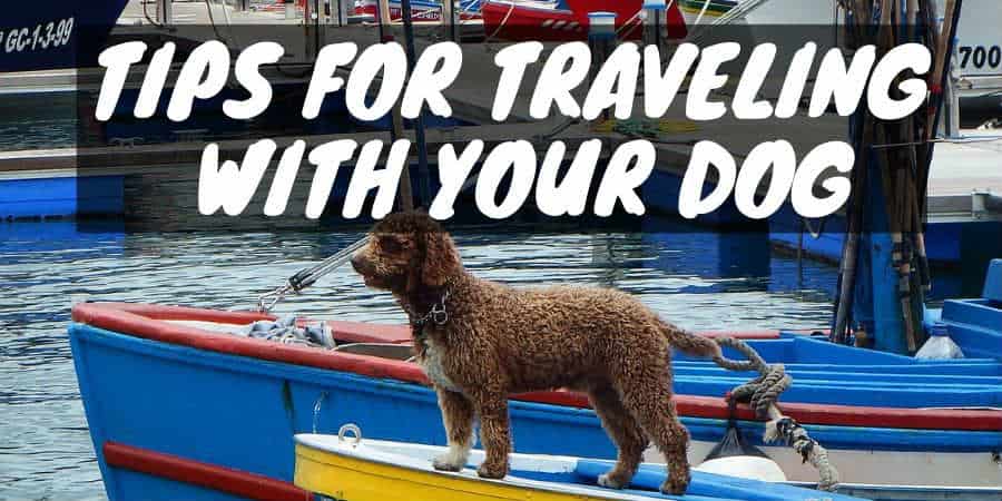 Tips for traveling with your dog